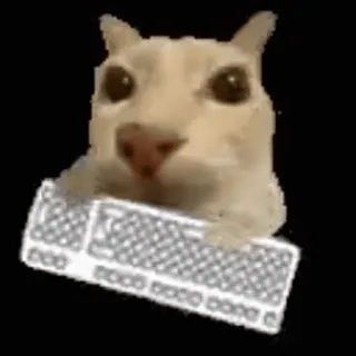 💬 Katze, Tastatur, tippen, Meme, Tier telegram sticker