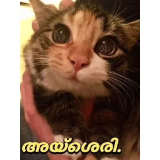 😂 അയ്ശ്വര്യ. cat, cute, eyes, pet, animal telegram sticker