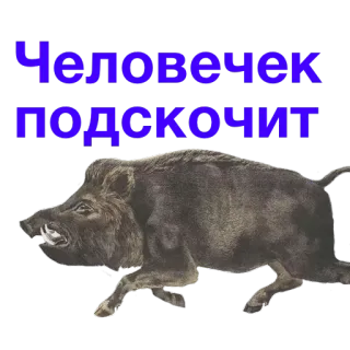 👨 Человечек подскочит jabalí, animal, ruso, texto telegram sticker