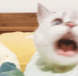 🌧 gatto, urlante, arrabbiato, gatto bianco, meme, divertente telegram sticker