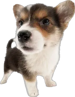 😉 cane, cucciolo, corgi, animale, animale domestico, carino, adorabile telegram sticker