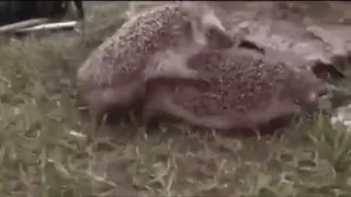 🔞 hedgehog, animals, wildlife whatsapp sticker