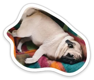 😴 pug, dog, pet, animal, cute telegram sticker