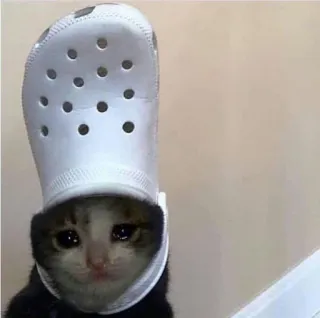 🥺 cat, sad, animal, pet, cute, meme, funny, croc, shoe telegram sticker