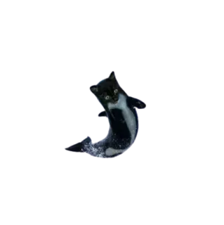 🤪 cat, sea, pet, animal, kitten, ocean, hybrid, fish telegram sticker