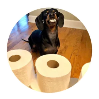 😬 dog, dachshund, toilet paper, angry, teeth, funny, pet whatsapp sticker