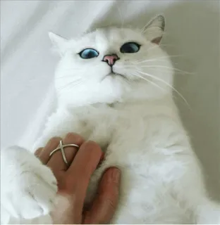 🌝 gato, gato branco, animal de estimação, animal, fofo, animal doméstico, olhos azuis whatsapp sticker