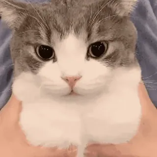 🐱 cat, cute, pet, animal, kitten, domestic, feline, mammal whatsapp sticker
