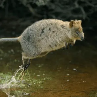 💨 Quokka, Torbacz, Zwierzę, Dzikie zwierzęta, Natura, Australia telegram sticker