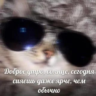 🥰 Доброе утро, солнце, сегодня сияешь даже ярче, чем обычно แมว, แว่นกันแดด, อรุณสวัสดิ์, พระอาทิตย์, ทักทาย telegram sticker