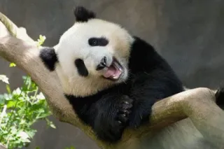 😂 panda, animal, cute, mammal, bamboo, wildlife, nature telegram sticker