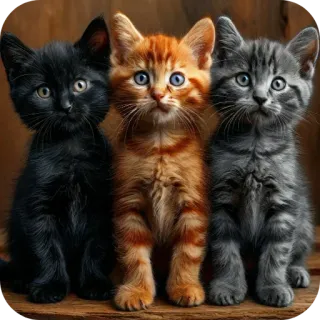 🐱 whatsapp sticker