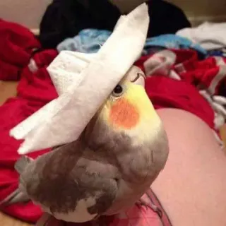 👒 bird, cockatiel, pet, hat, cute, animal whatsapp sticker