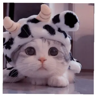 🐈 猫, 動物, 牛, ペット, 子猫, 可愛い, 帽子 telegram sticker