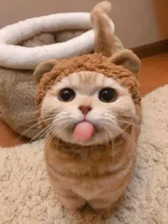 🐾 gato, gatinho, animal, animal de estimação, fofo, língua, chapéu telegram sticker