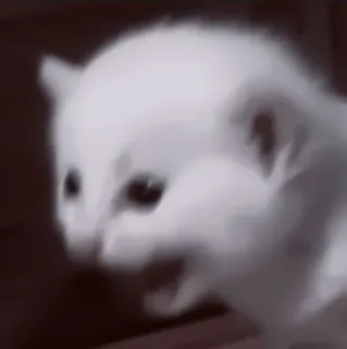 🥠 kätzchen, katze, tier, süß, meme, verschwommen telegram sticker