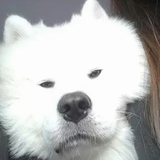 😼 cane, samoiedo, animale domestico, animale, cane bianco, carino telegram sticker