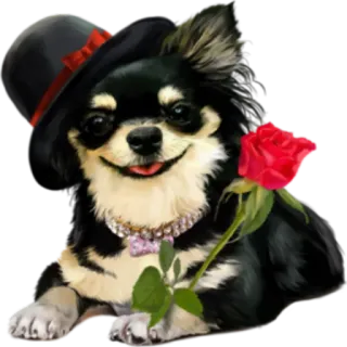 🌺 Hund, Chihuahua, Rose, Hut, süß, Tier telegram sticker