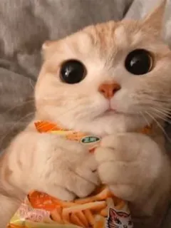 🤔 chat, mignon, animal, animal de compagnie, collation, kawaii, grands yeux telegram sticker