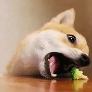🥬 dog, eating, broccoli, animal, shiba inu telegram sticker