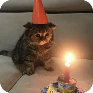 🐱 chat, anniversaire, fête, bougie, mignon, animal de compagnie, animal, chapeau conique telegram sticker