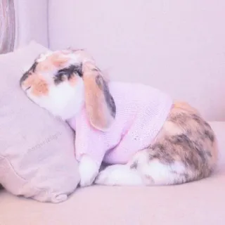 🐰 rabbit, bunny, sweater, cute, animal, pet, sleepy whatsapp sticker