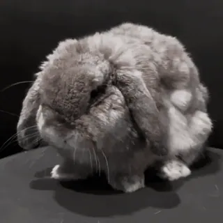 🍧 coelho, orelhas caídas, animal, animal de estimação, fofo, cinza telegram sticker