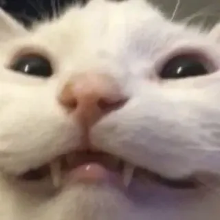 😂 猫, 面白い, 動物, ミーム, ペット, 子猫 whatsapp sticker