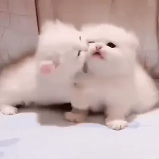 🤗 kitten, cute, white, cat, fluffy whatsapp sticker