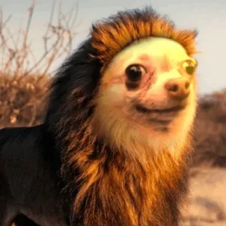 🦁 dog, lion, chihuahua, animal, funny, meme telegram sticker