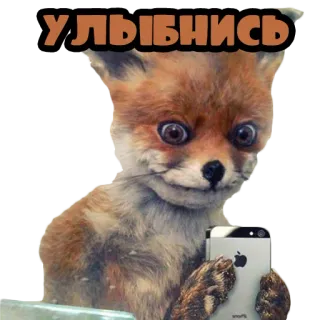 😺 УЛЫБНИСЬ fuchs, tier, lächeln, iphone, selfie whatsapp sticker