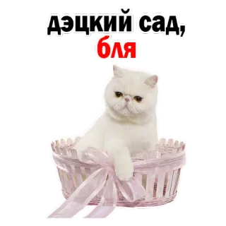 😡 ДЭЦКИЙ сад, бля gato, gatinho, cesta, palavrão whatsapp sticker