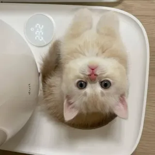 👀 kucing, hewan, anak kucing, hewan peliharaan, kucing domestik, lucu telegram sticker