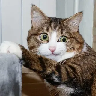 🤨 gatto, animale domestico, animale, gatto domestico, sorpreso, mammifero, felino telegram sticker