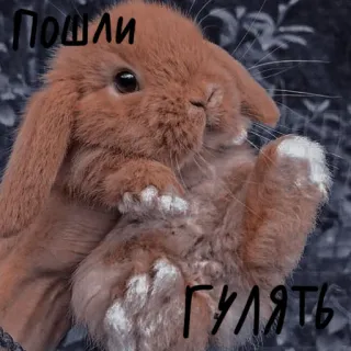 🐰 Пошли гулять lapin, lapinou, mignon, animal, animal de compagnie whatsapp sticker