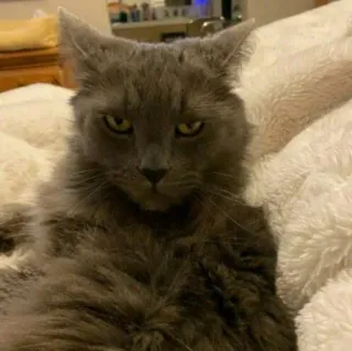 🐈 고양이, 회색 고양이, 애완 동물, 동물, 반려동물, 귀여운, 고양이과 telegram sticker
