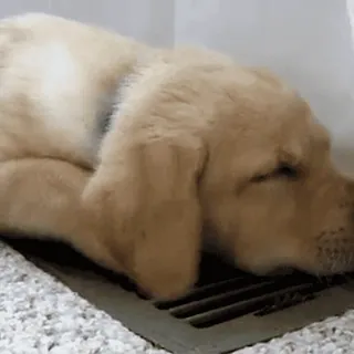😴 chien, chiot, golden retriever, mignon, animal de compagnie, animal telegram sticker