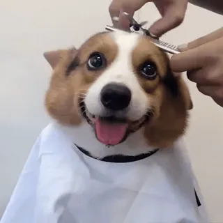 😁 dog, corgi, haircut, grooming, scissors, animal, pet telegram sticker