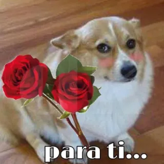 🌹 para ti... dog, corgi, flowers, roses, love, gift telegram sticker