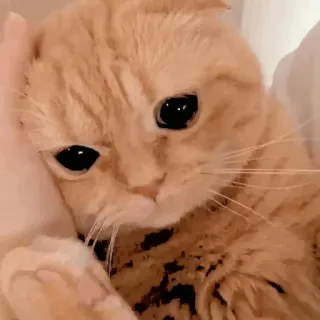 🥺 mèo, dễ thương, động vật, thú cưng, mèo, đáng yêu, nhà telegram sticker