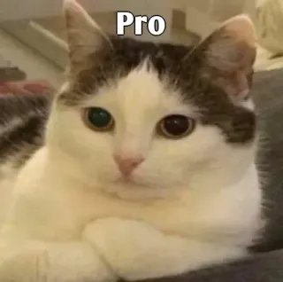 👀 Pro cat, animal, pet, cute, meme, text whatsapp sticker