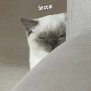 🔪 бесеш 猫, 动物, 宠物, 可爱, 搞笑, 梗 telegram sticker