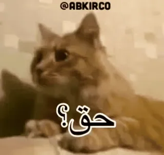 😂 حق؟ gato, meme, divertido, animal, árabe, pregunta telegram sticker