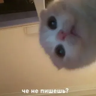 🙅‍♀ че не пишешь? telegram sticker