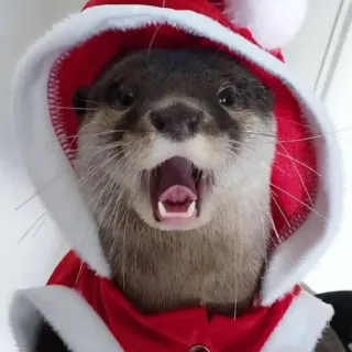 🐾 loutre, père noël, noël, animal, mignon, festif, fête whatsapp sticker