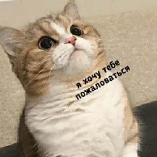 😞 Я хочу тебе пожаловаться แมว, น่ารัก, รัสเซีย, มีม telegram sticker