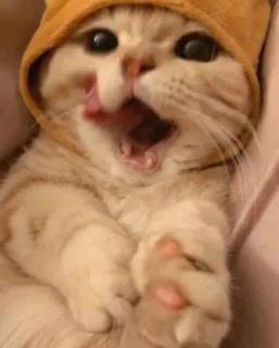 😺 gato, gatinho, fofo, animal, animal de estimação whatsapp sticker