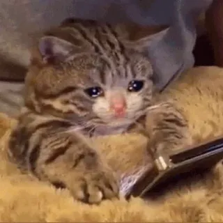 😢 kot, płaczący, smutny, zwierzę, mem telegram sticker