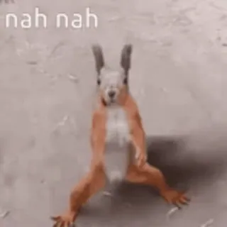 😁 nah nah squirrel, funny, animal, meme telegram sticker