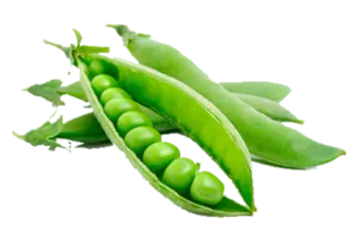 🍗 guisantes, verdura, comida, verde, saludable, jardín, planta telegram sticker